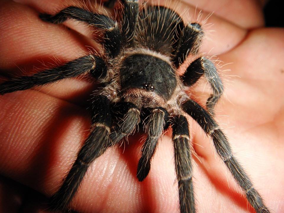 ???? пауки как домашние животные: руководство для начинающих по содержанию пауков - 2023