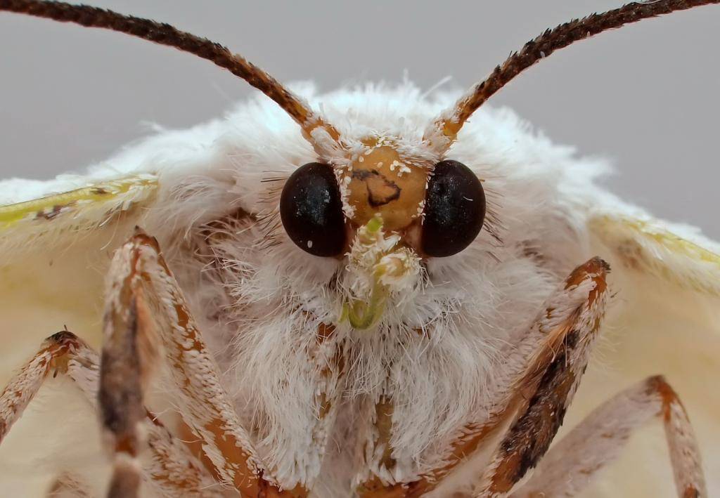 Самые маленькие бабочки в мире: топ-10 фото с названиями рекордсменок планеты