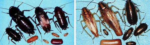 Жизненный цикл и размножение тараканов