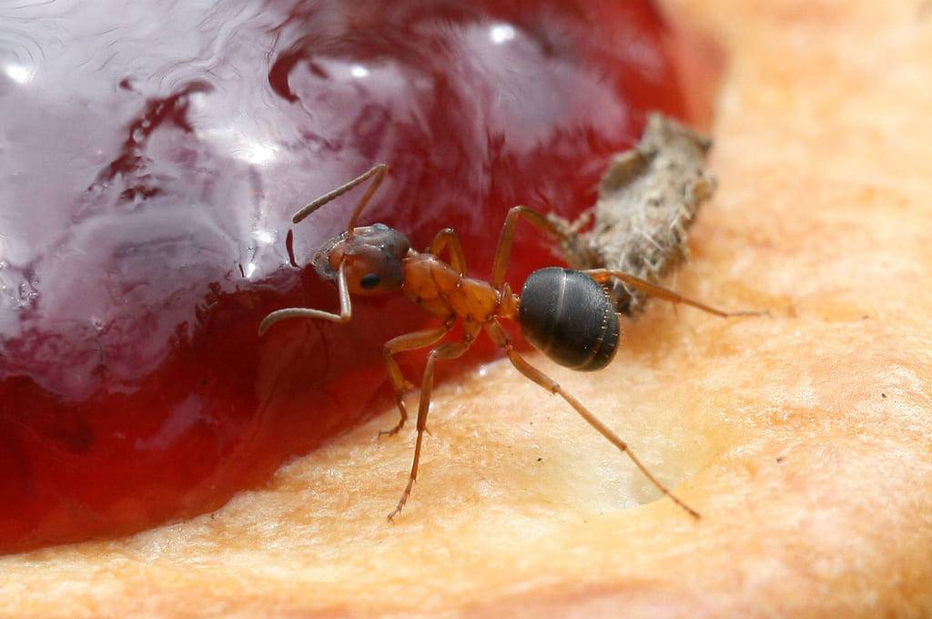 Как быстро избавиться от муравьев на кухне в домашних условиях