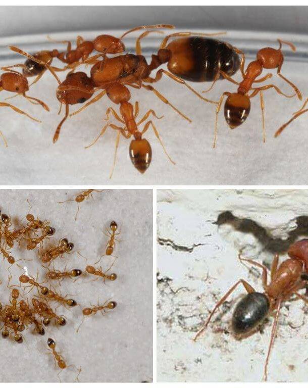 Рыжие (огенные, красные) муравьи в квартире или в огороде: как от них избавиться, какой вред наносят, окуда берутся