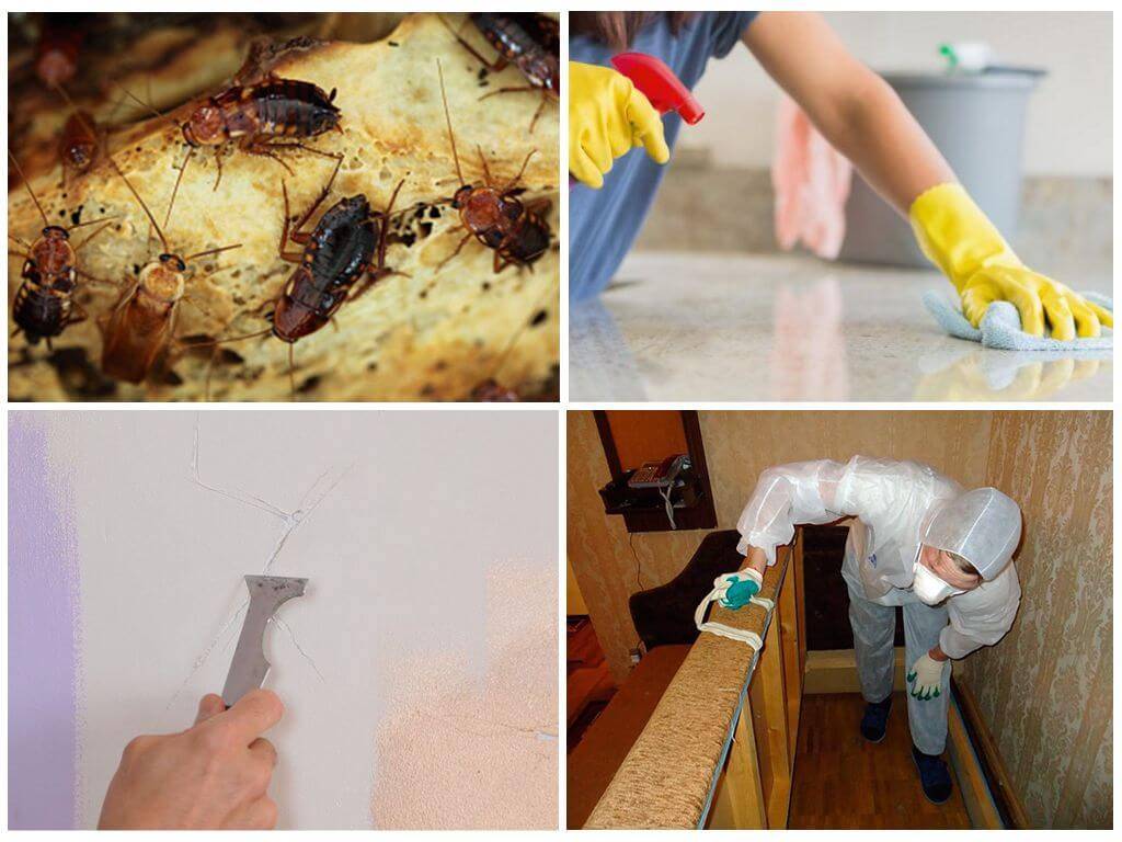 Дезинфекция от тараканов: профессиональная обработки квартиры от насекомых
