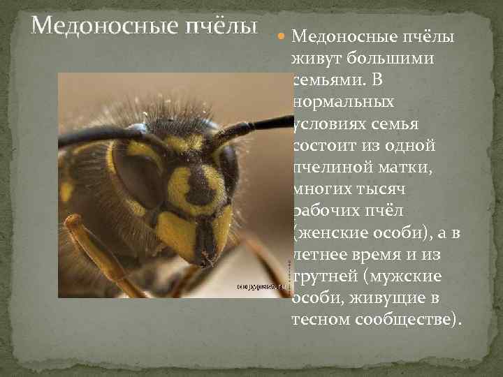 Пчелы: особенности строения, питания и их роль в жизни человека.
