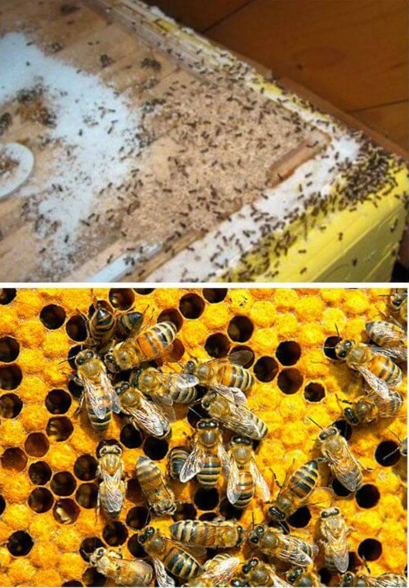 Борьба с осами на пасеке – как спасти пчелиные семьи