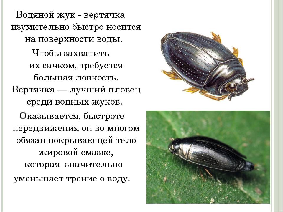Плавунец жук. образ жизни и среда обитания жука плавунца