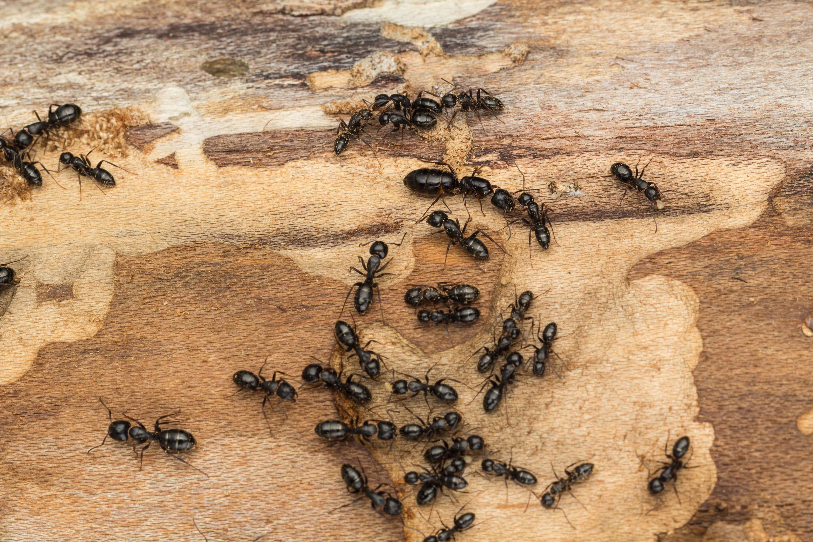 Древесные муравьи — вредители, как избавиться от них