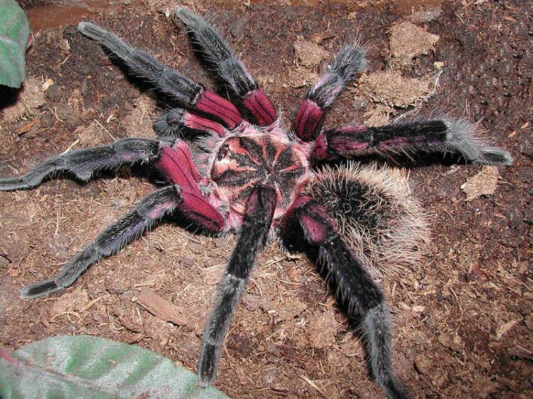 Гигантские пауки. самый большой паук в мире. птицеед — самый большой паук в мире