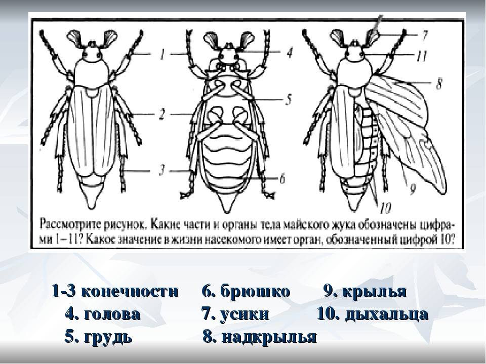 Особенности строения тараканов