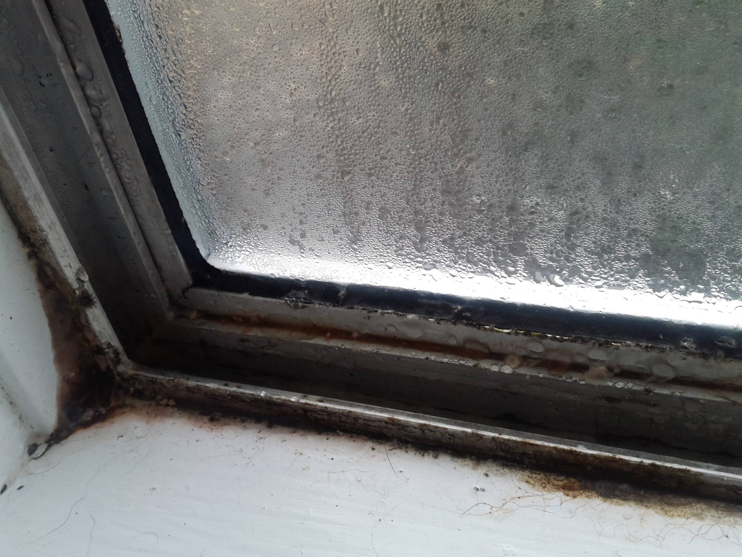 Как устранить и уберечь окна от плесени: практические советы