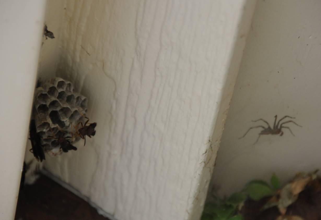 Как избавиться от пауков в частном доме и в квартире: обработка для уничтожения.