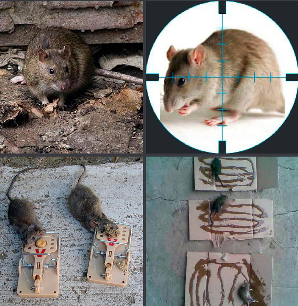Мыши в погребе грызут картошку: как избавиться от них и других вредителей, как сохранить клубни в целости от крыс, которые их жрут в подполье