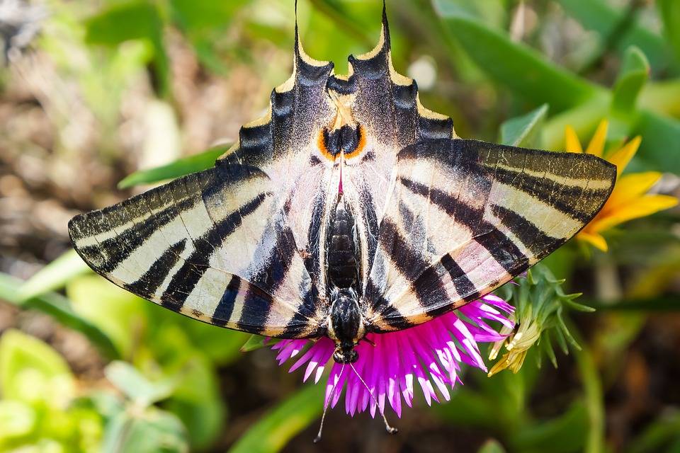 Секреты крупных насекомых: бабочка парусник