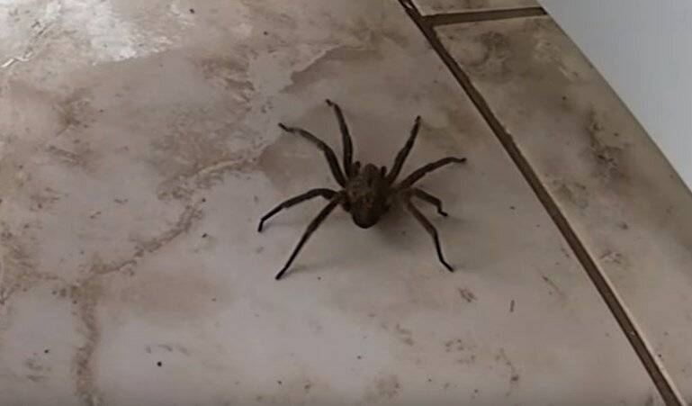 Бразильский паук путешественник, бегун, или солдат, чем опасен его укус?