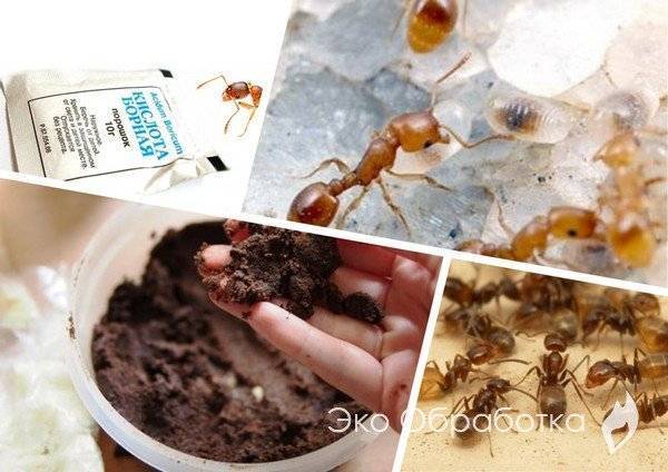 Что боятся муравьи