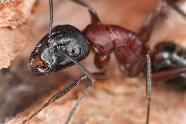 Чего боятся муравьи. что не любят муравьи