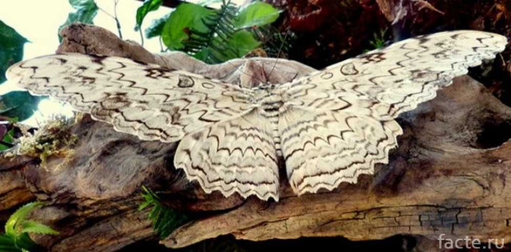 Бабочки сибири: фото и интересные факты