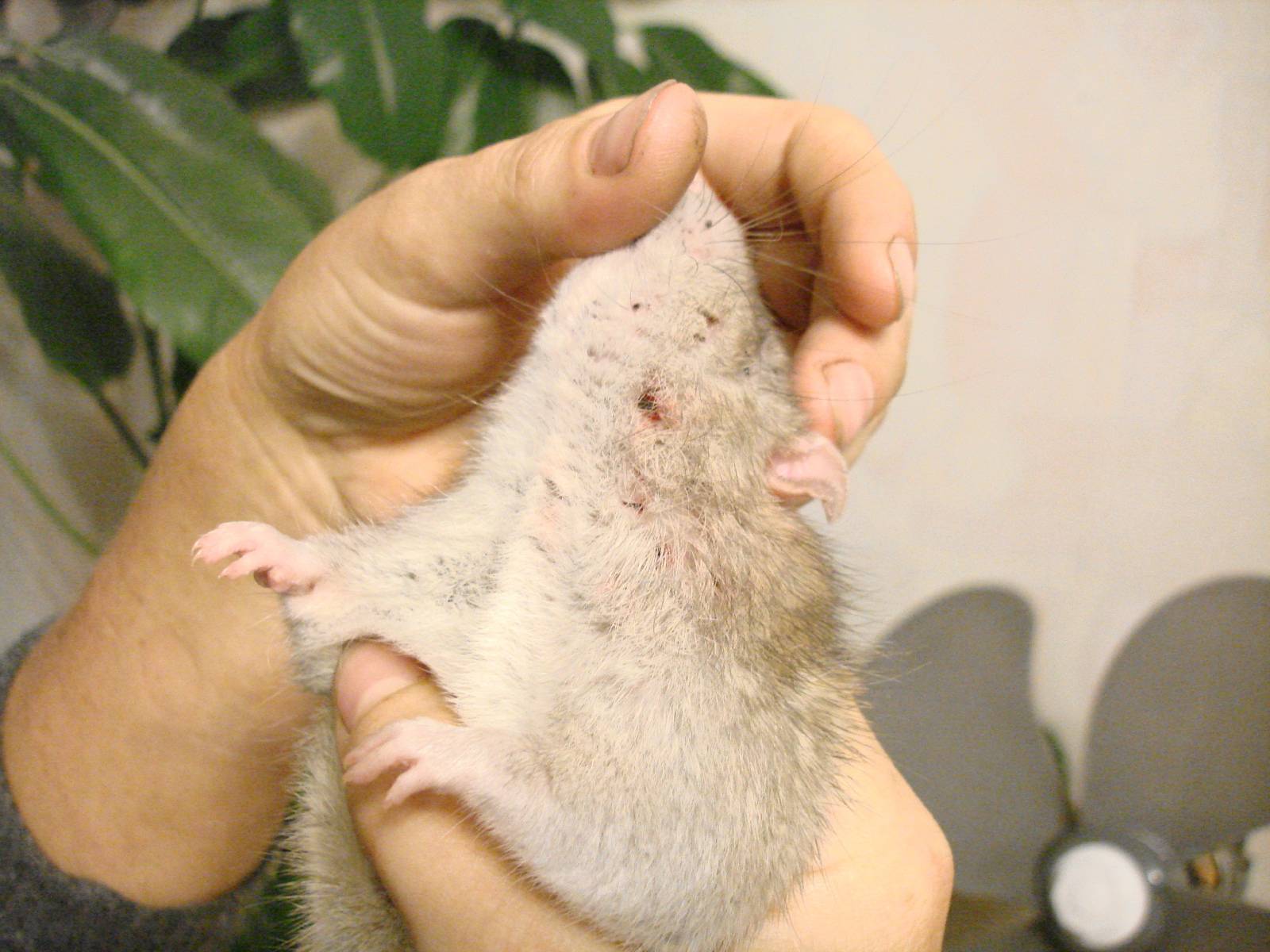 Блохи, власоеды и другие паразиты у домашних крыс: как с ними бороться?