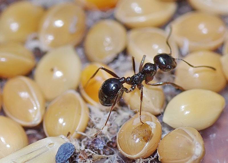 Эти удивительные муравьи — бороться или уживаться?