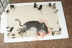 Клей от мышей и крыс: инструкция по применению