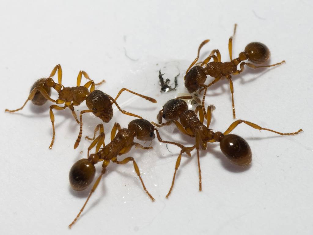 Как избавиться от муравьев на кухне - эффективные препараты и способы