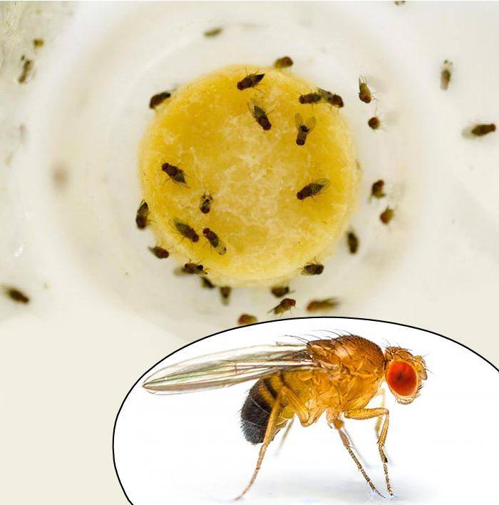 Как избавиться от мошек на кухне: причины появления, виды насекомых, средства