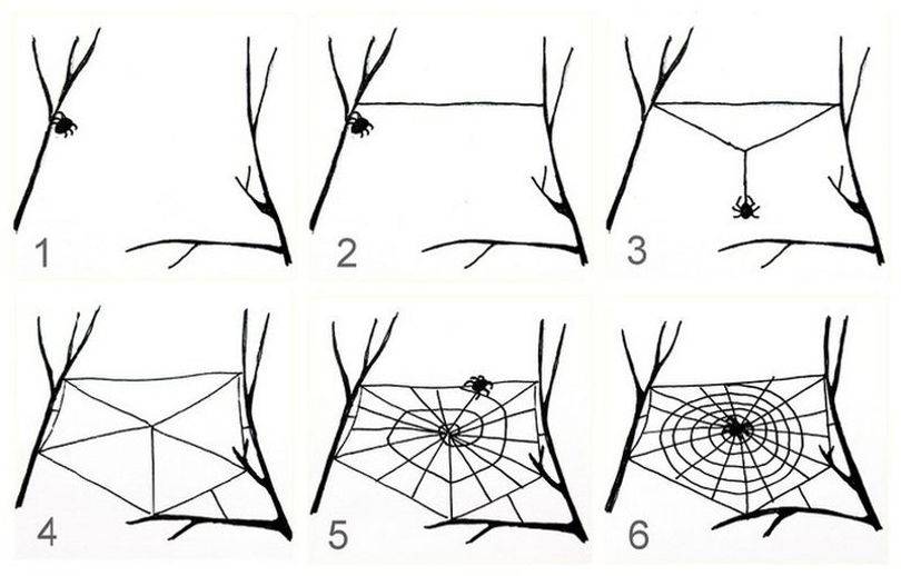 Как паук плетет паутину – секреты нити, которая прочнее стали