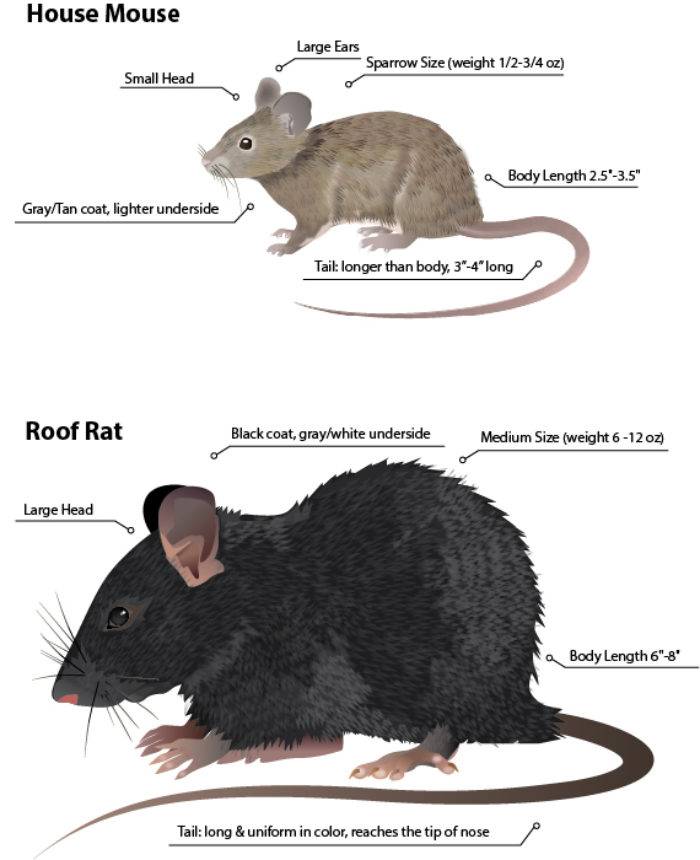 Мышь домовая и полевая: основные отличия с фото, места обитания, поведение и образ жизни