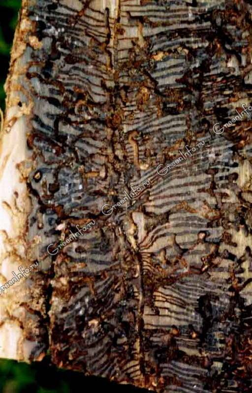 Заболонник березовый — scolytus ratzeburgi jans. насекомые-вредители леса уральского федерального округа