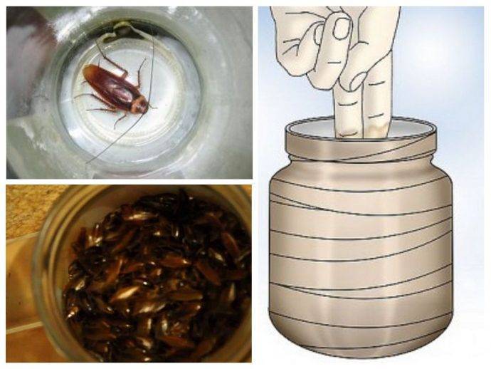 Народные средства от тараканов: как избавиться в домашних условиях