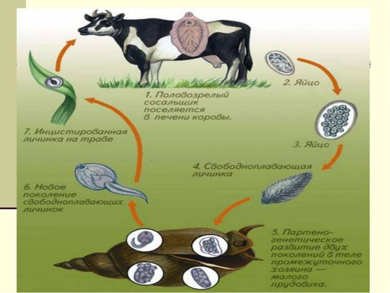 Жизненный цикл печеночного сосальщика рисунок