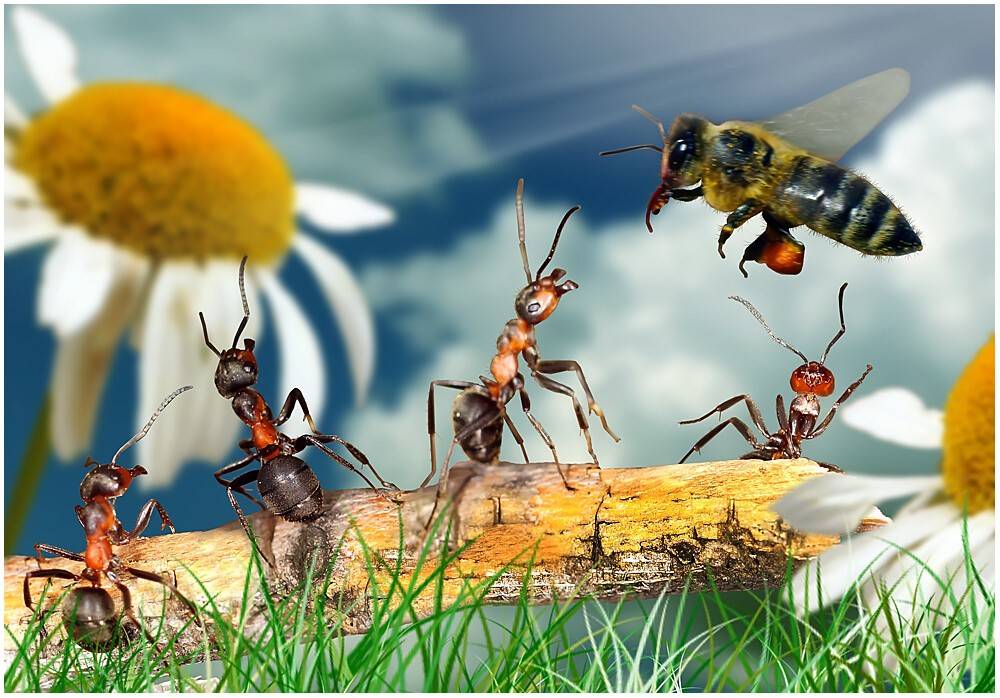 Борьба с муравьями на пасеке, народные и химические средства, профилактика