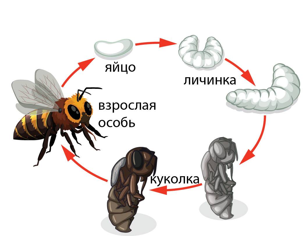 Комнатная муха musca domestica: жизненный цикл, чем питается, способы борьбы