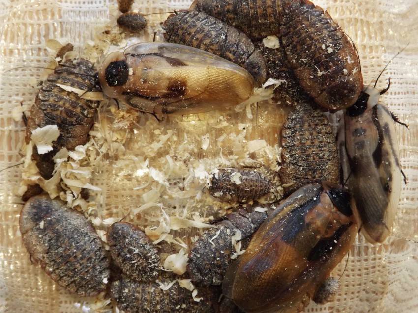15 фактов о тараканах, которым вы не захотите поверить. фото — ботаничка