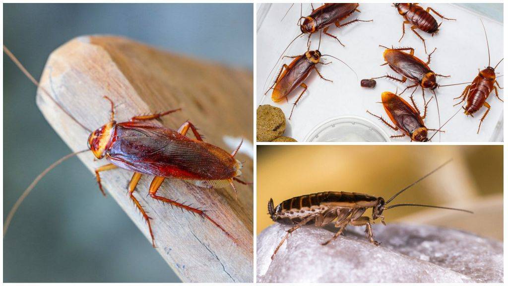 Как избавиться от черных тараканов в домашних условиях. черный таракан: какие бывают и откуда берутся