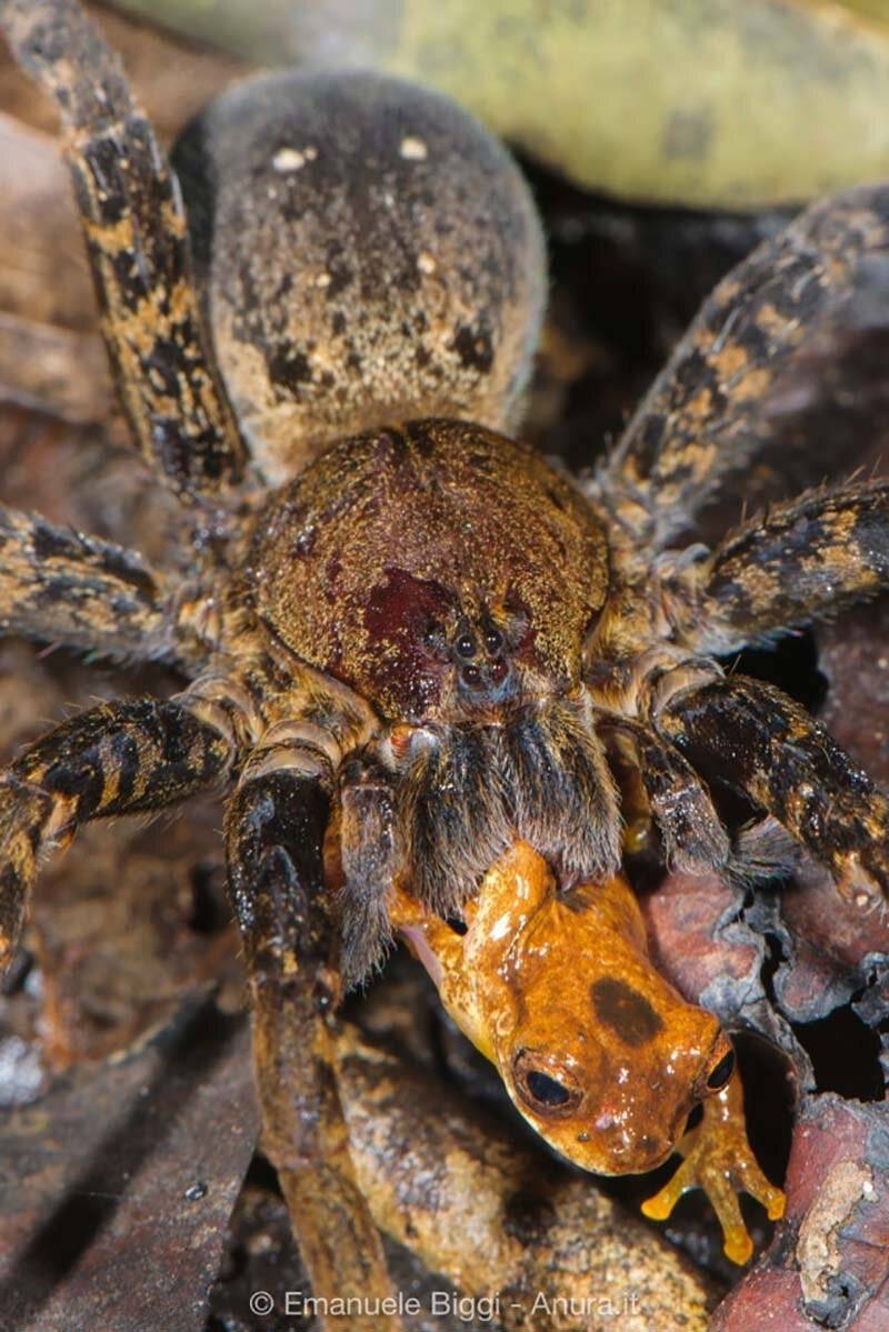 Чем питаются пауки и чем их лучше кормить в домашних условиях