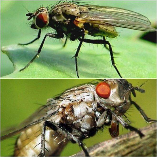 Капустная муха – успей опередить вредителя