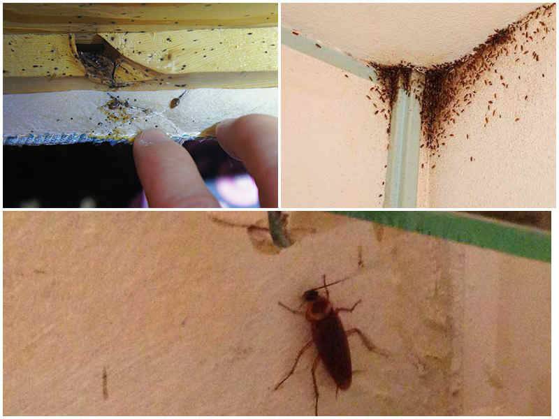 От соседей бегут тараканы, клопы: что делать, куда жаловаться