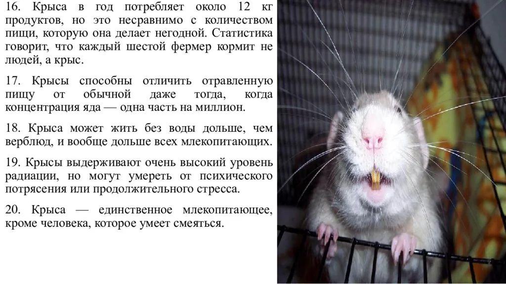 Сколько живет крыса без воды и без еды и общая продолжительность жизни