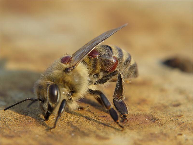 Клещ варроа у пчел - болезнь варроатоз: развитие и лечение