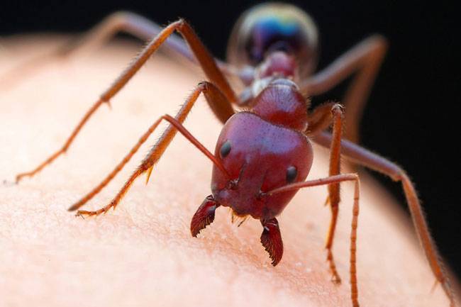 Может ли быть смертельным укус муравья?
может ли быть смертельным укус муравья? — медицинская энциклопедия
