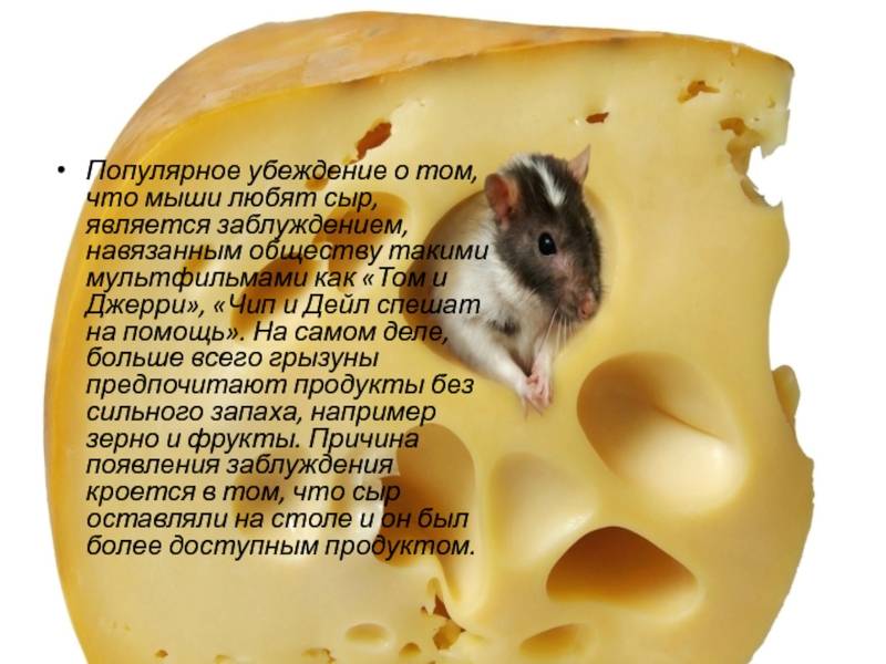 Питание мышей в доме и любят ли они сыр