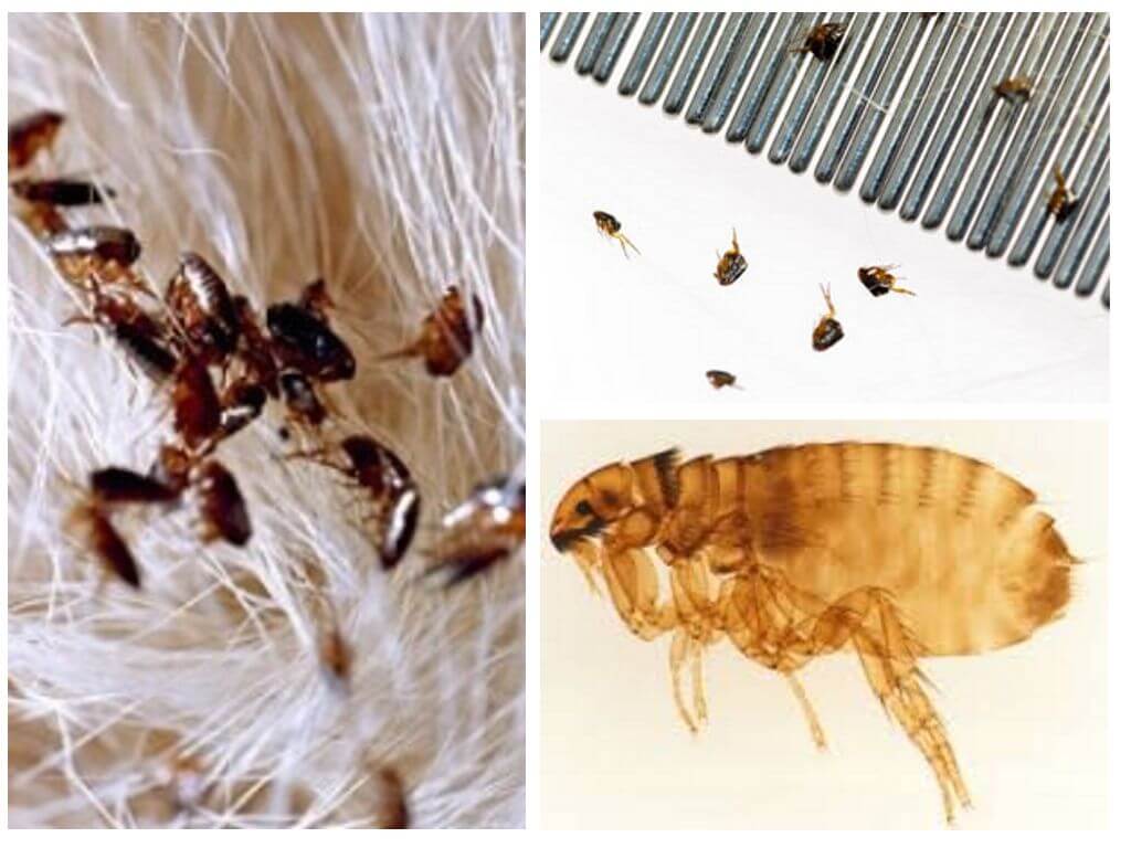 Постельные блохи, как избавиться от бельевых паразитов в домашних условиях + фото