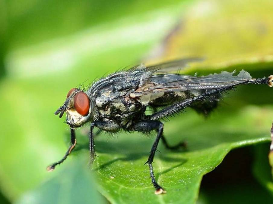 Капустная муха: фото и описание двукрылой огородной вредительницы