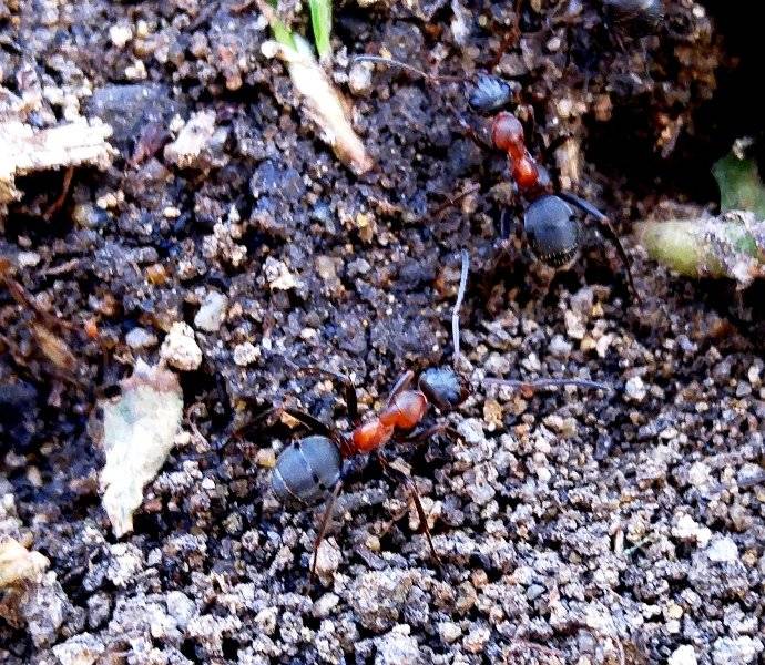 Методы борьбы с муравьями в саду и огороде