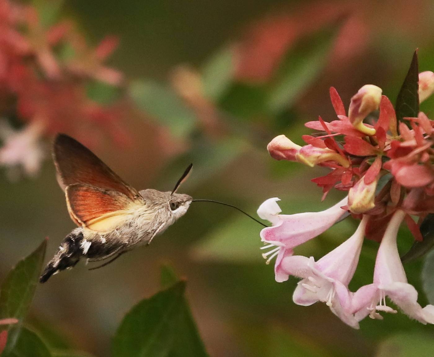 Бражник глазчатый – фото и описание необычной бабочки