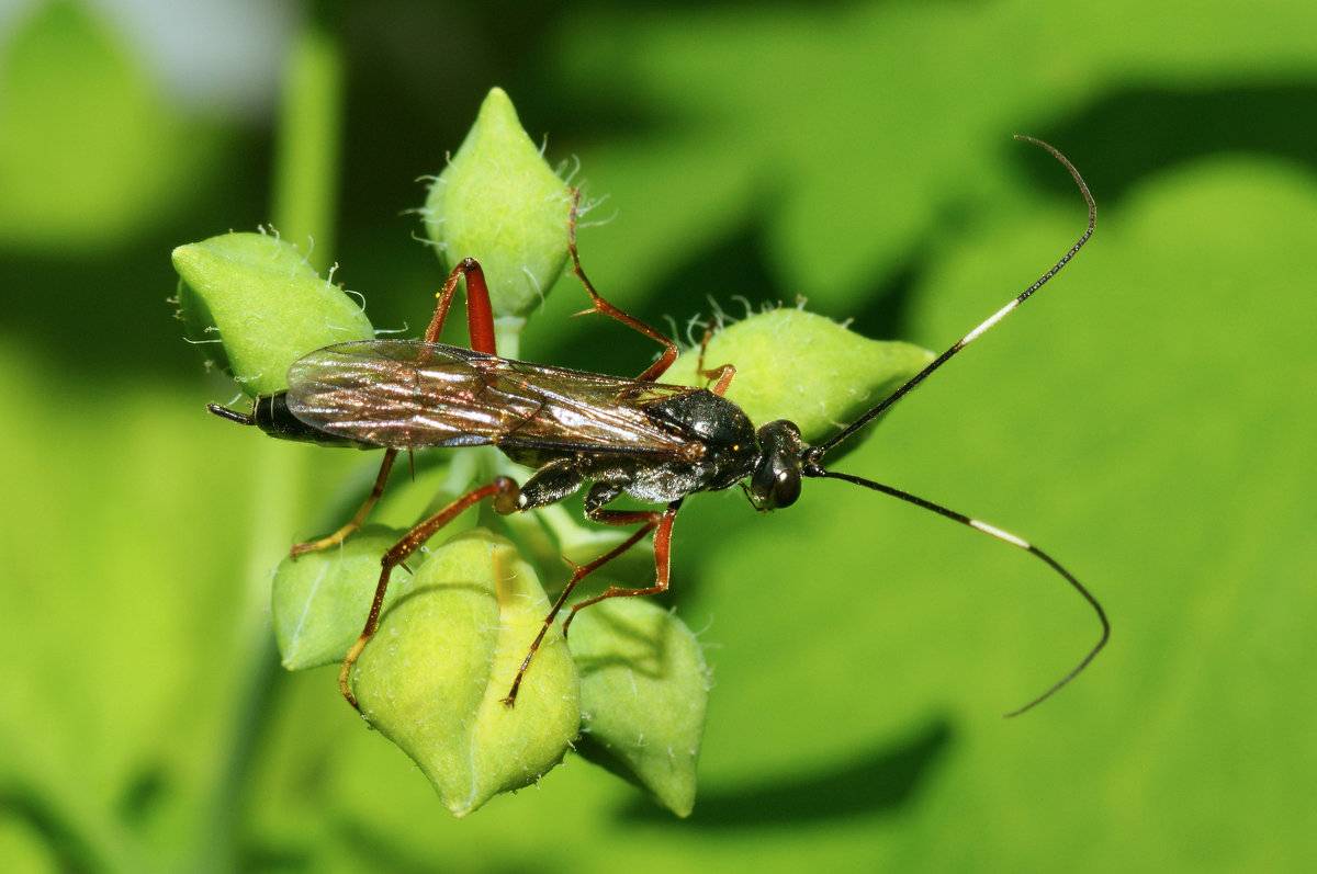 Как выглядят осы, фото и описание различных видов ос