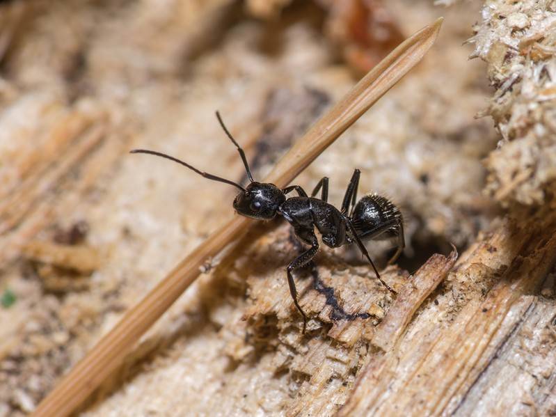 Виды муравьев в россии и мире