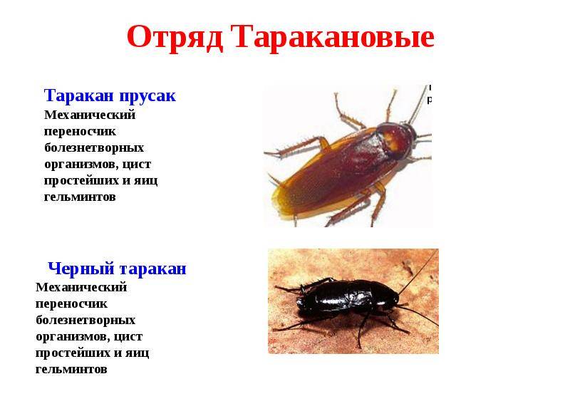 Размножение тараканов сколько по времени