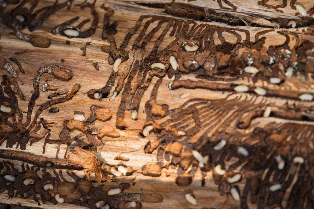 Короед в деревянном доме фото как избавиться от жука
