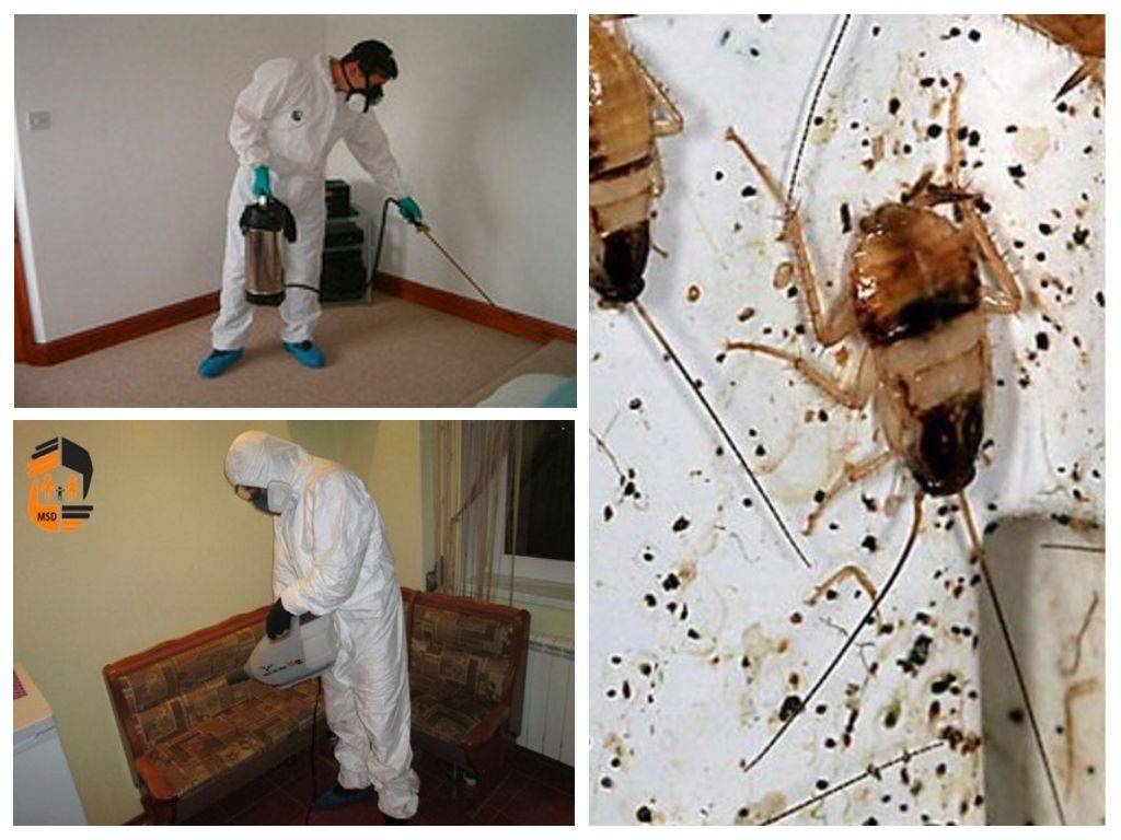Как избавиться от тараканов в квартире раз и навсегда в домашних условиях